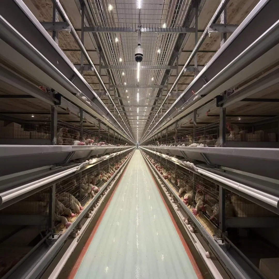 Poultry Facility Layer Farm Chicken Cage