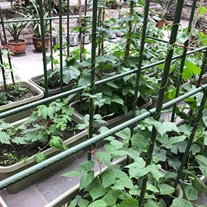 Plastic Coated Metal Flower Plants Trellis for Climbing