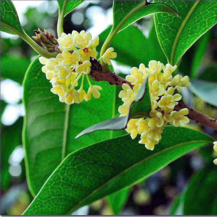 Hot Sell Different Size Golden Yellow Flower Chinese Osmanthus Fragrans Seedling