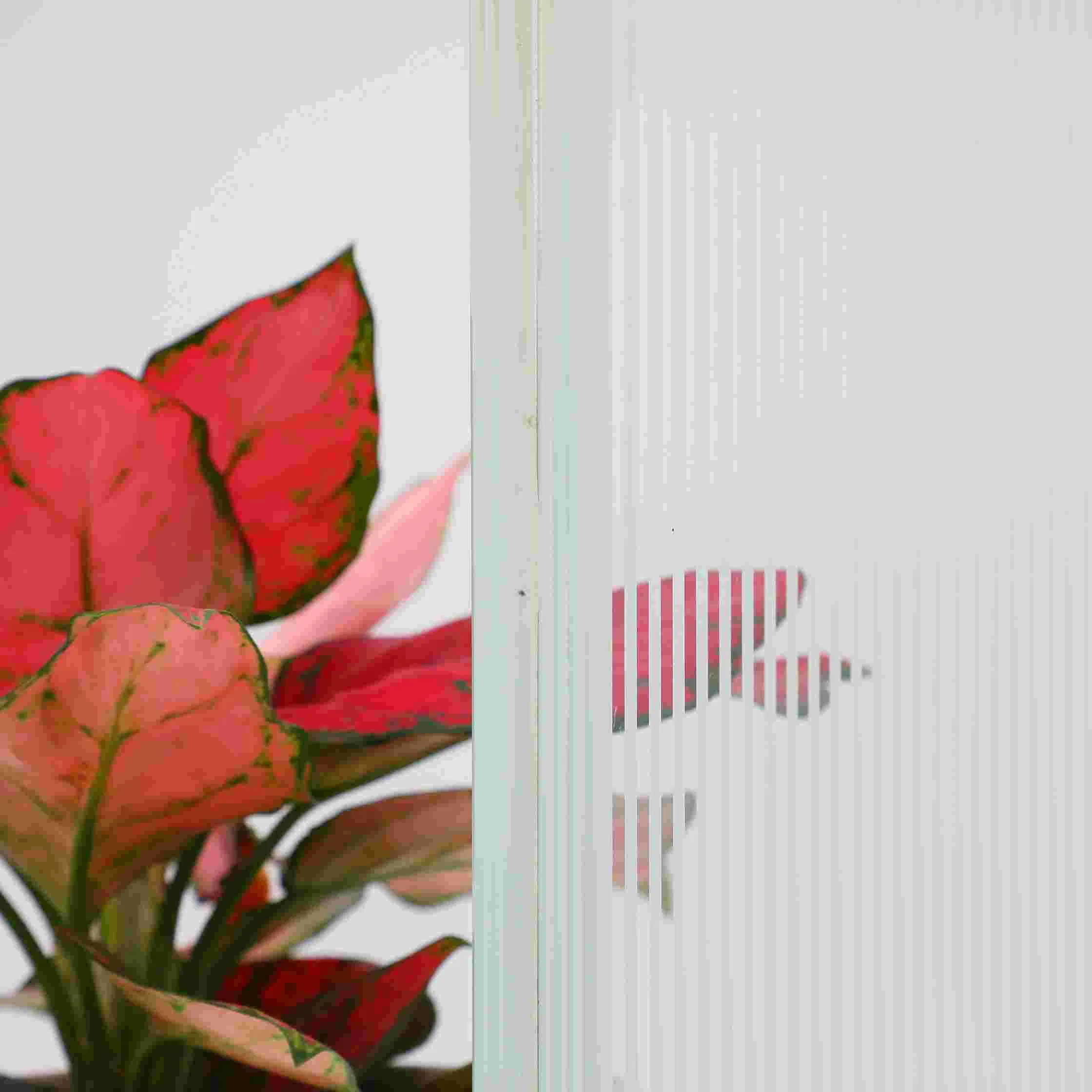 Lacquered Glass of Pure White Color Ral 9003 in Customer Size