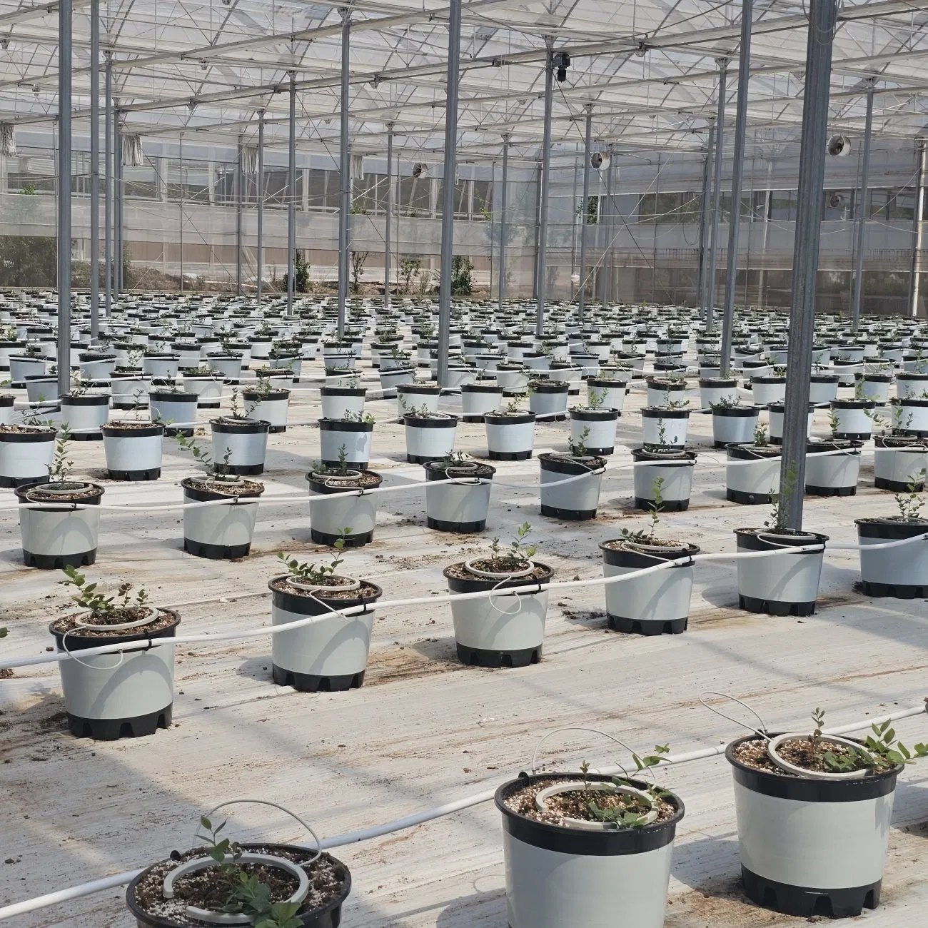 Greenhouse Specific White Grass Proof Cloth Suitable for Passion Fruit