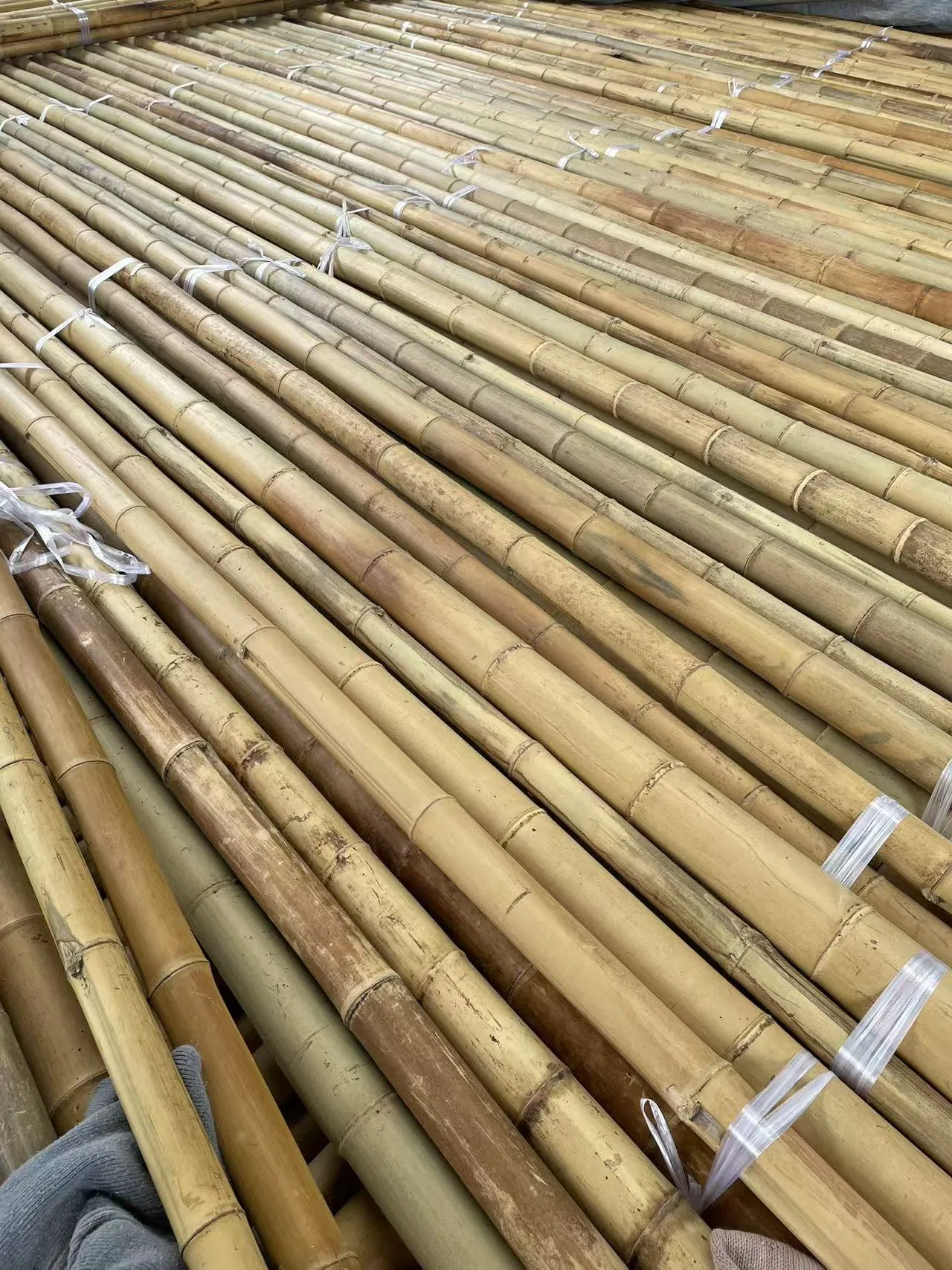 High Quality Giant Bamboo Poles for Gardening and Plant Support Bulk Order