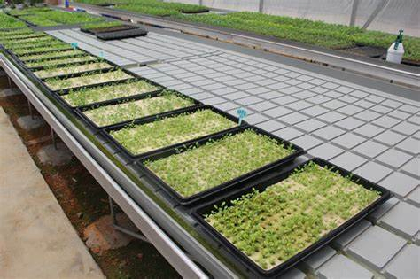 200 Cells Plug Plastic Seed Trays Mango Plant Propagation Seedling Trays Plastic Nursery