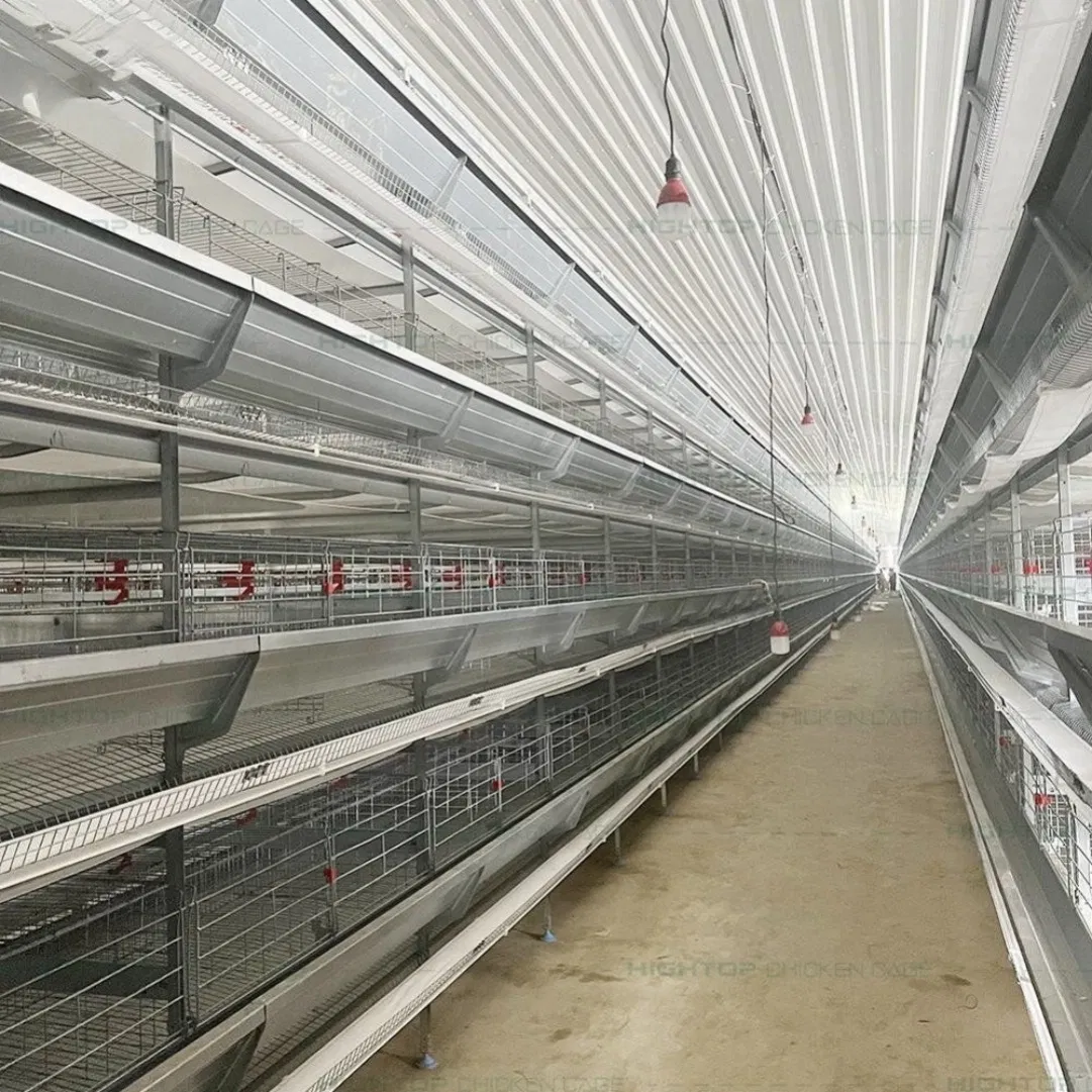 Pullet Growing Cage with Adjustable Height to Accommodate Different Bird Sizes