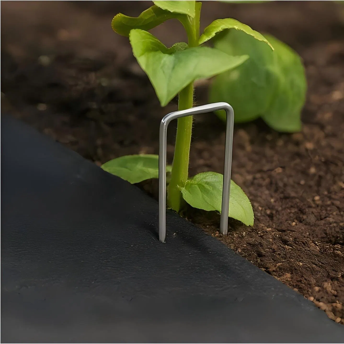 Best Quality Garden Galvanised U Shaped Curved Grass Cloth Nails