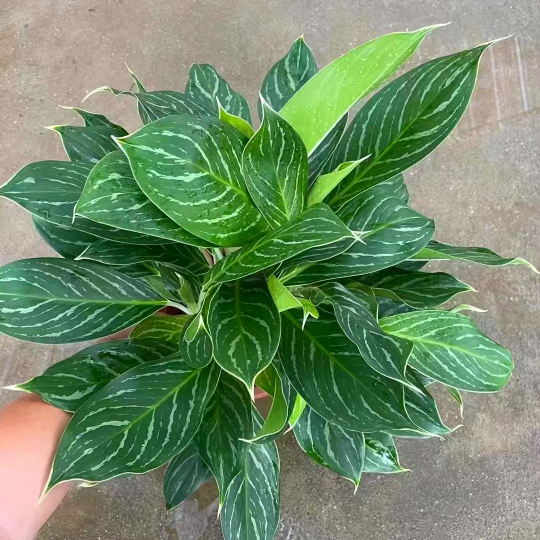 Aglaonema Seedling Young Plant Aglaonema Tissue Culture Plant Wholesale Nursery