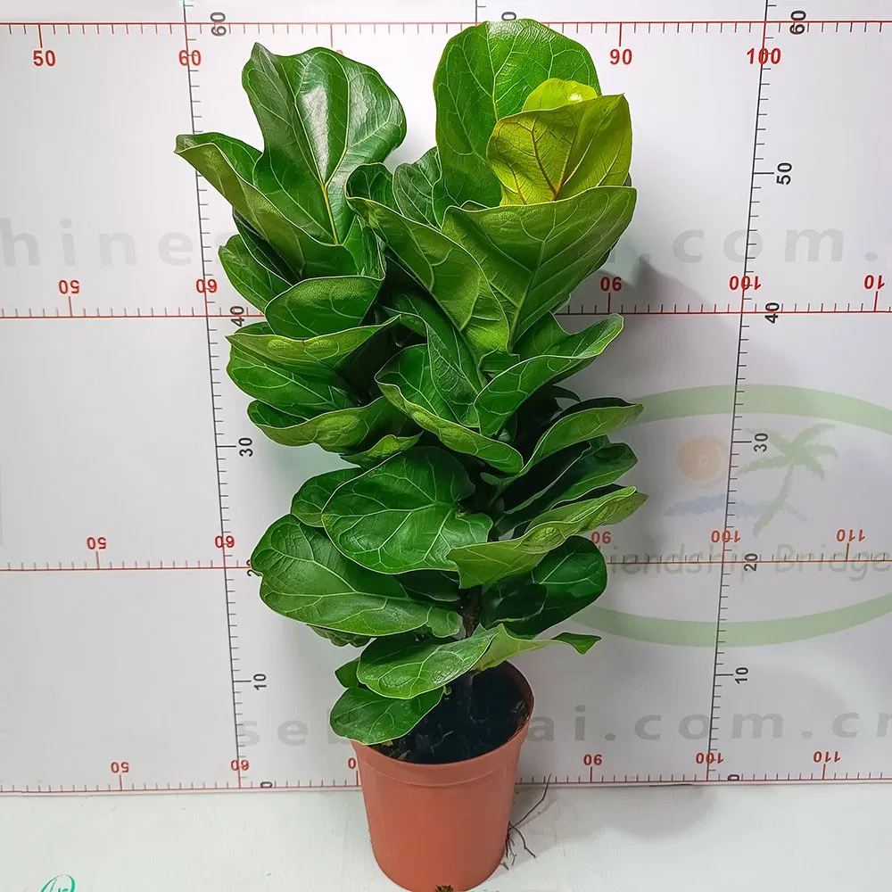 Real Plants Ficus Bambino Plants of High Quality Indoor Ornament Nursery