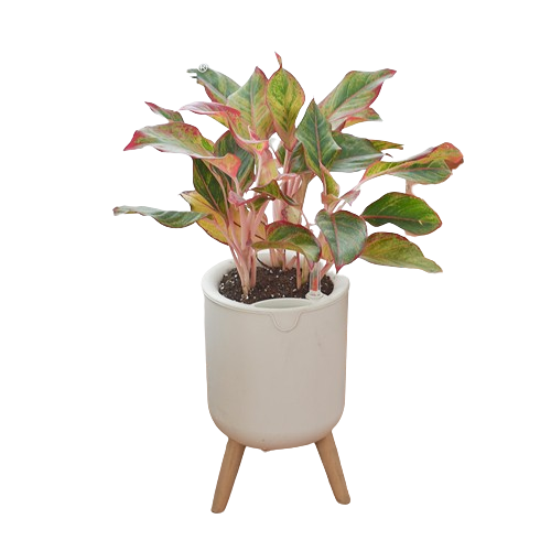 Горшки цветочные декоративные