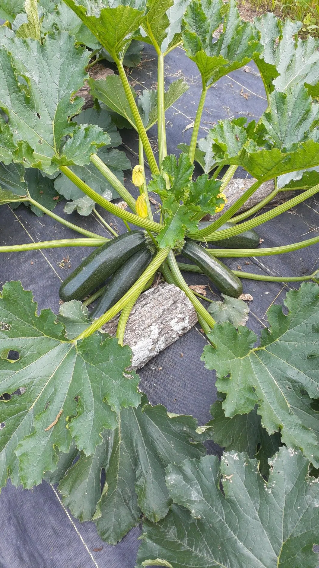 Weedmat with Square Marking Line