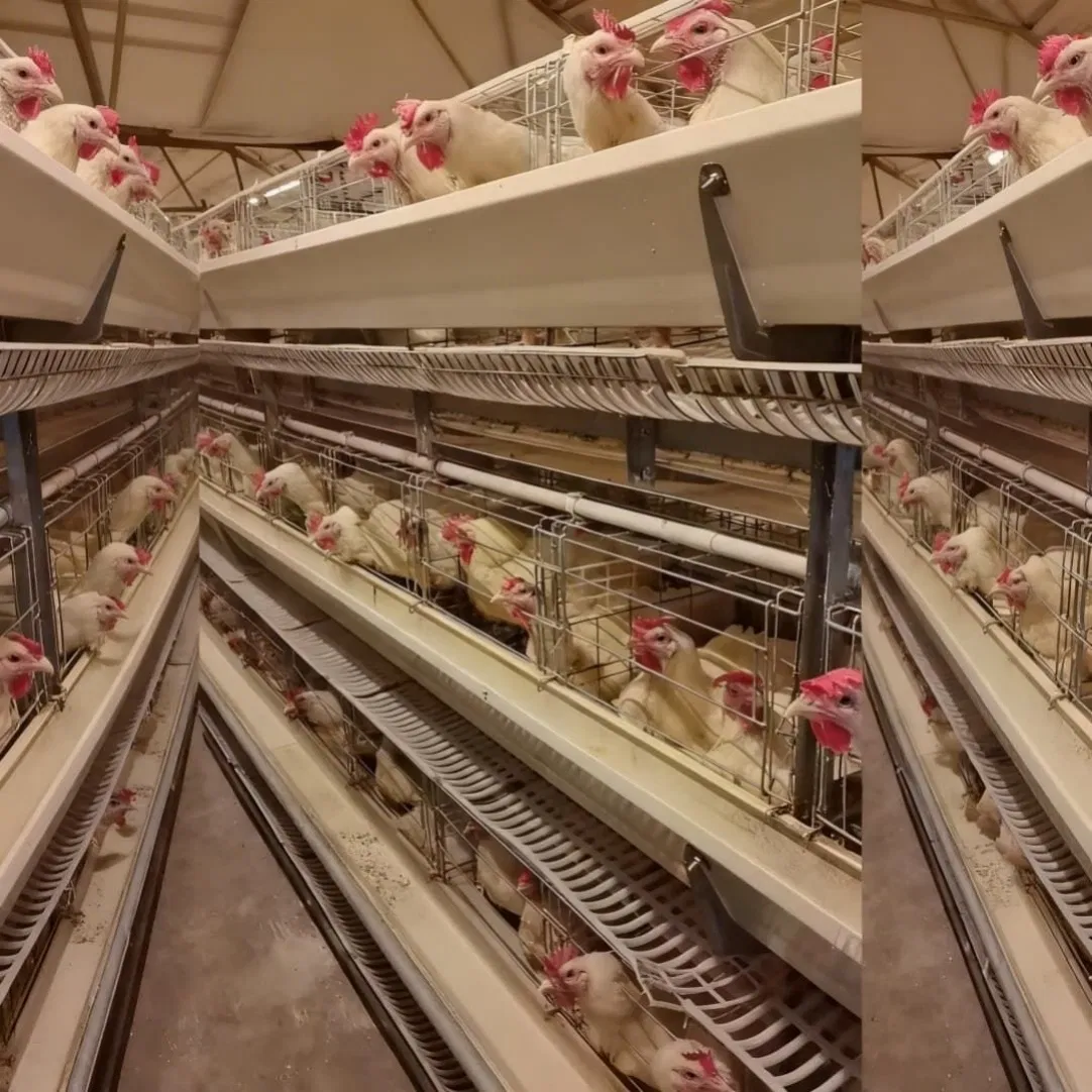 Layer Chicken Cage Unit with Fixed Egg Deflector and Non Washable Manure Deflector Plates