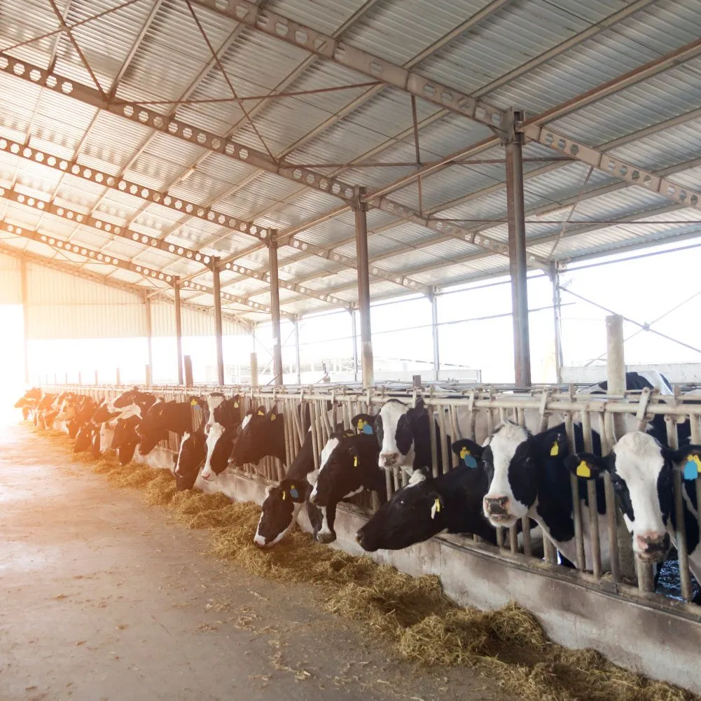 Prefabricated Steel Structure Livestock Farm Building