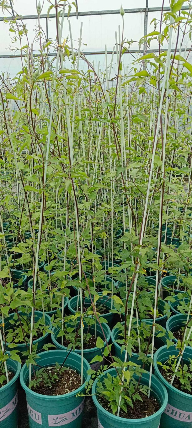 Custom Length Cut Anti-Corrsion Good Flexibility Fiberglass Rod