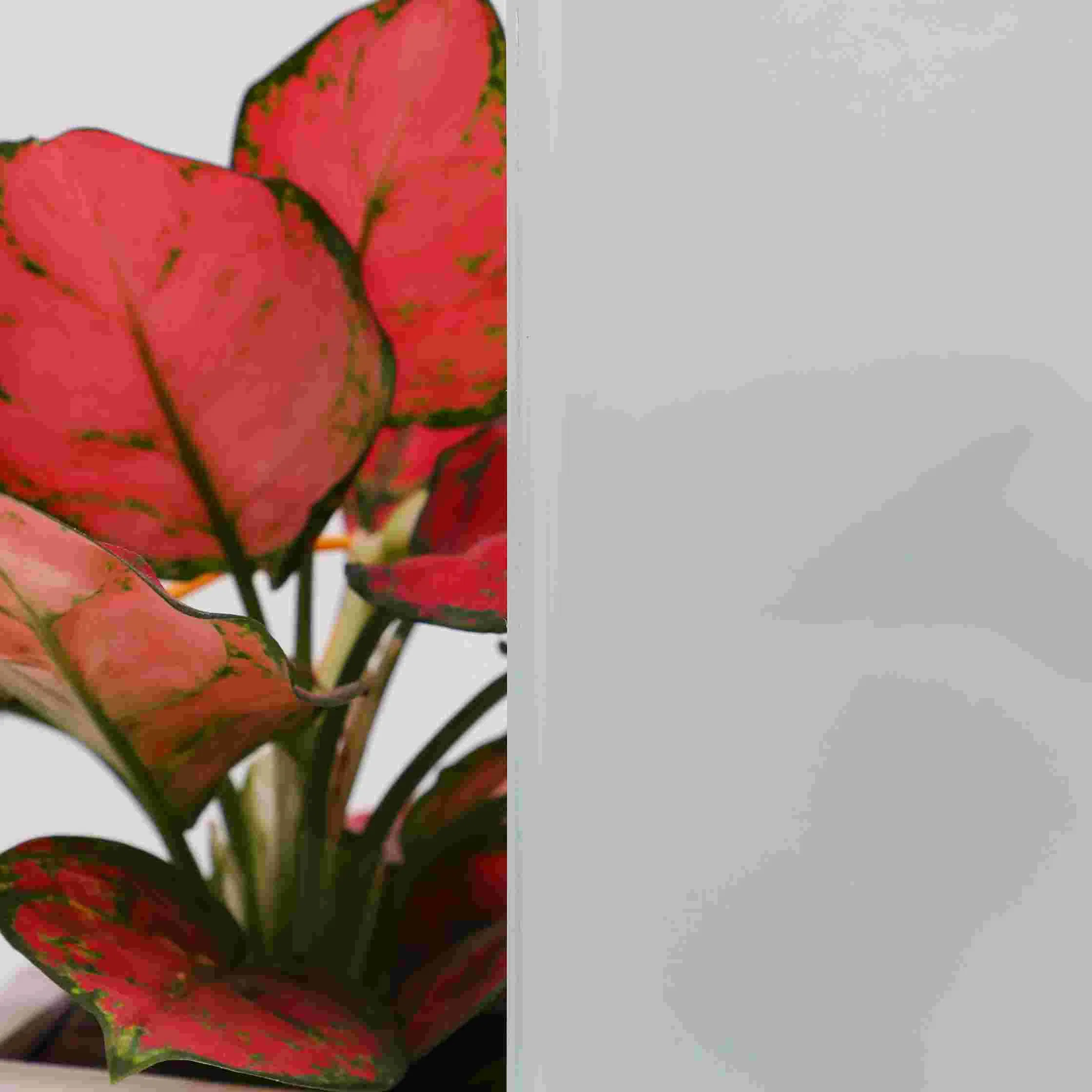 Tempered Colored Stain Frosted Acid Etched Door Glass for Shower Room