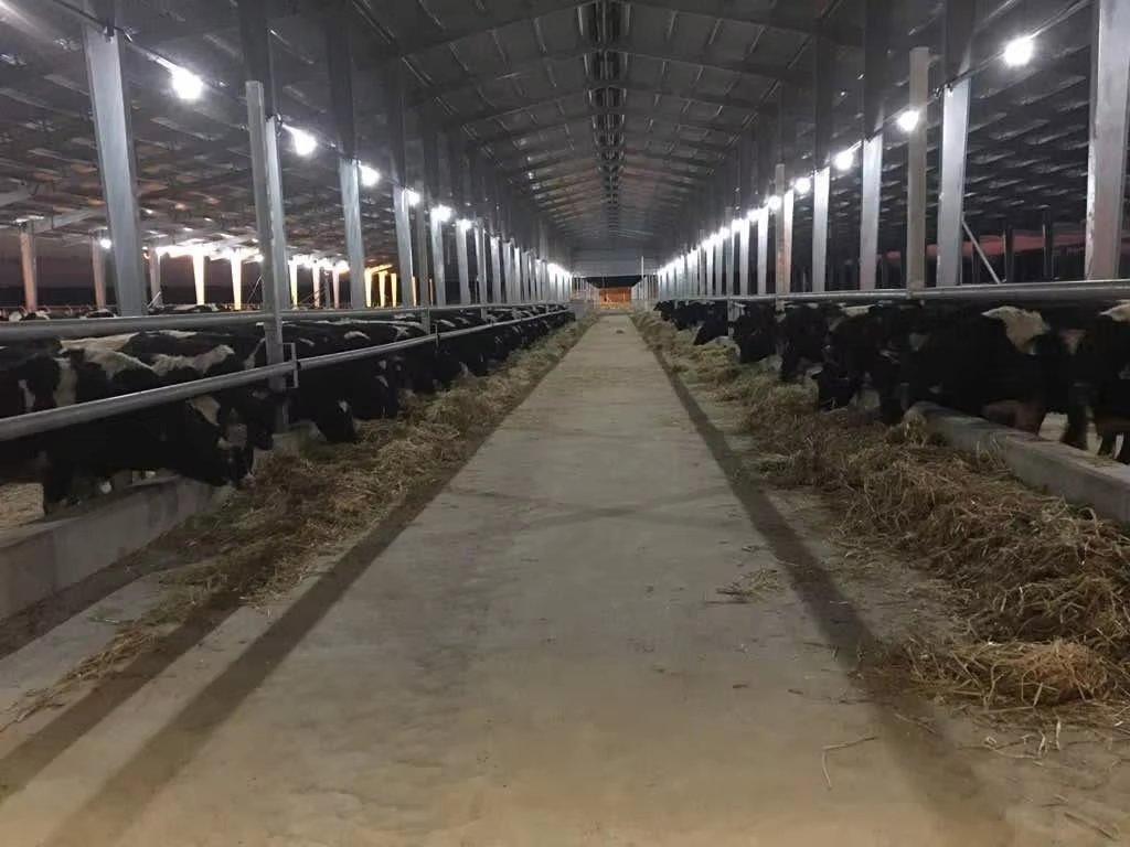 Low Cost Design Prefabricated Steel Structure Poultry Farm Prefab Slaughter House Equipment Cattle House Insulated Chicken House