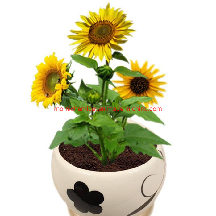 Mini Sunflower Seeds for Potted Planting