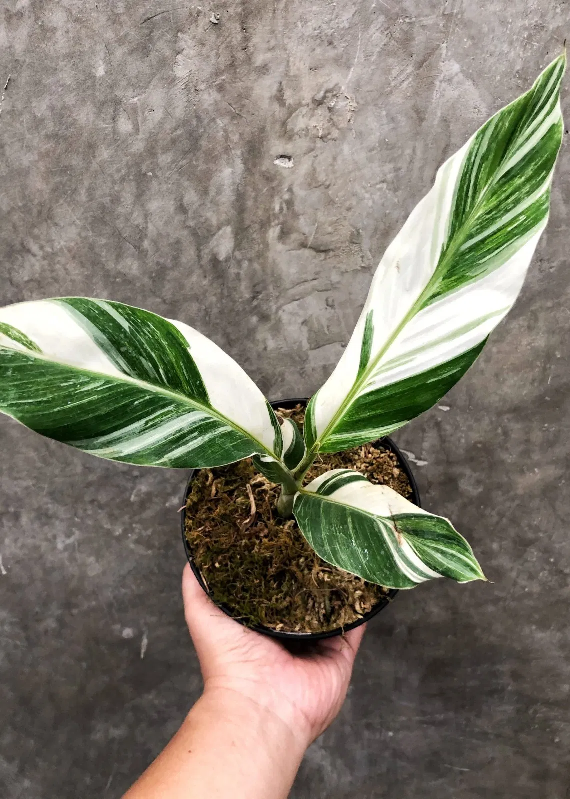 Real Plants Musa Aeae Indoor Plants Wholesale