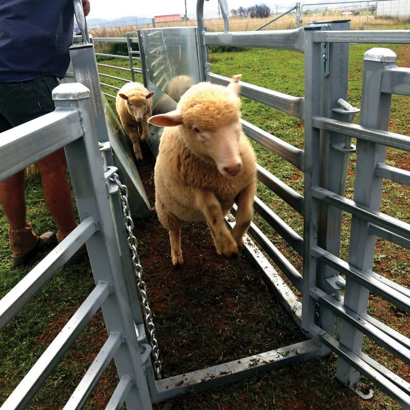 Cheap Price Wholesale Galvanized Portable Sheep Fence Panel and Goat Farm Fence