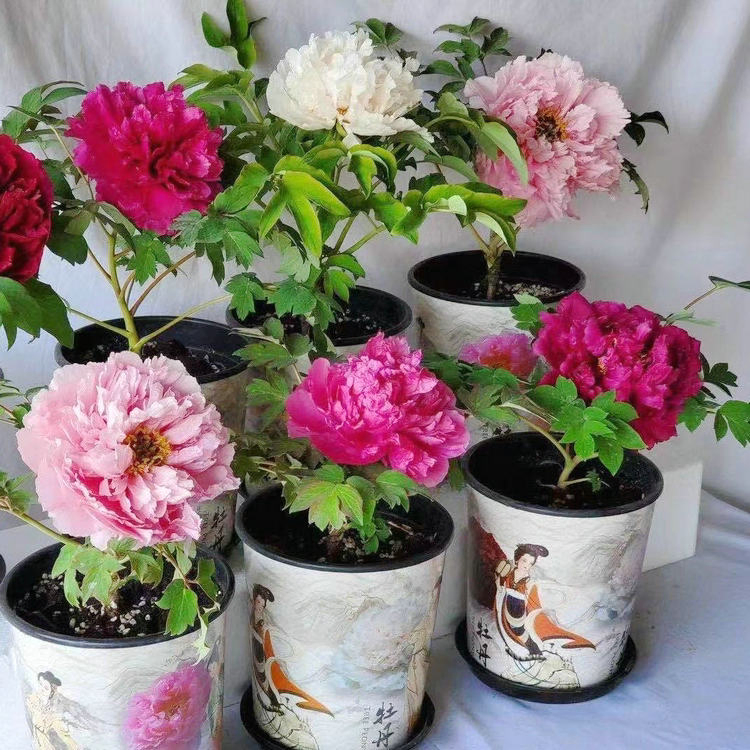 Different Size Black Color Big Flower Chinese Tree Peony Wu Jin Yao Hui