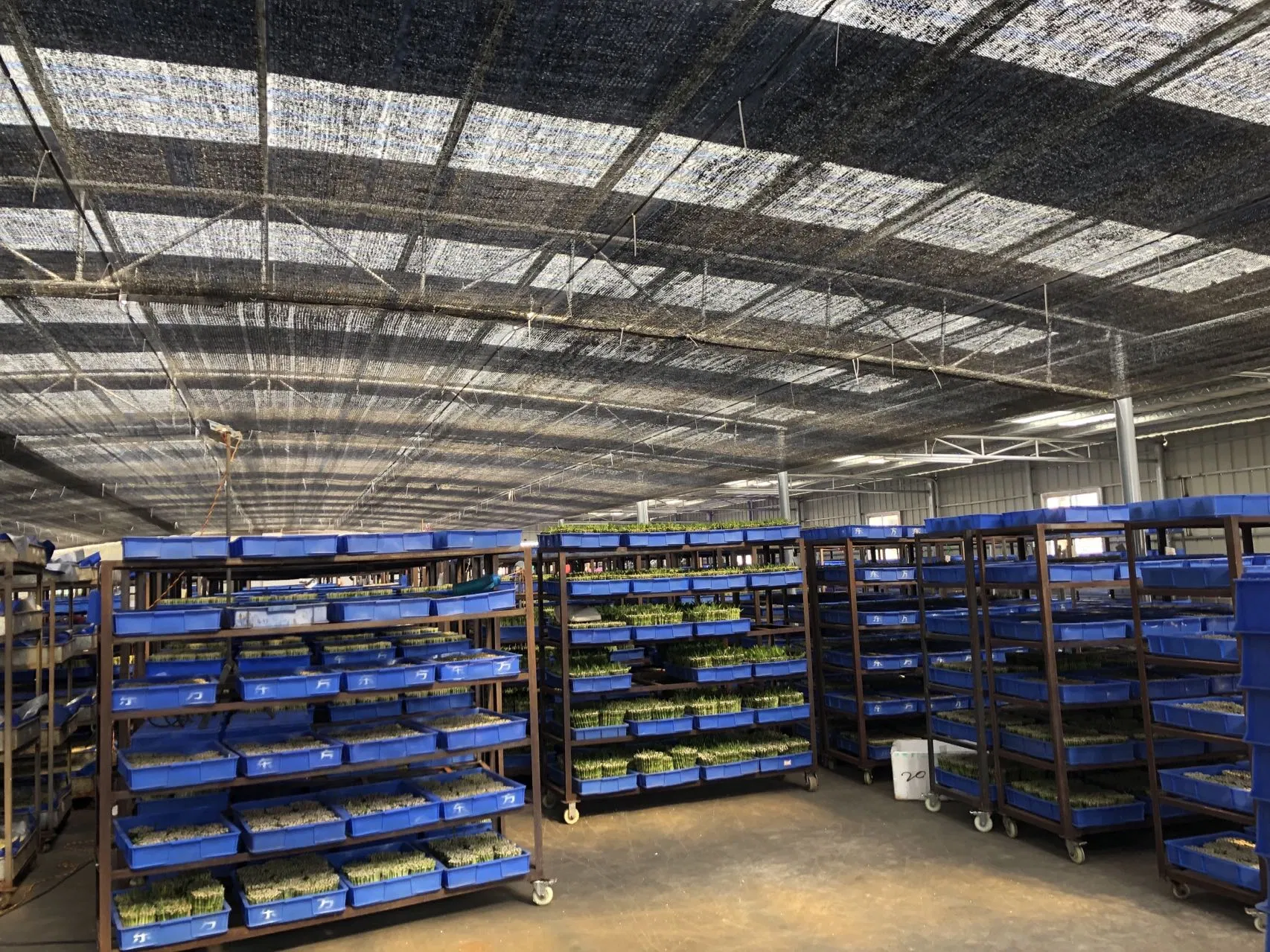 Dracena Lucky Bamboo Bambus Lucky Bamboo Fresh Plants