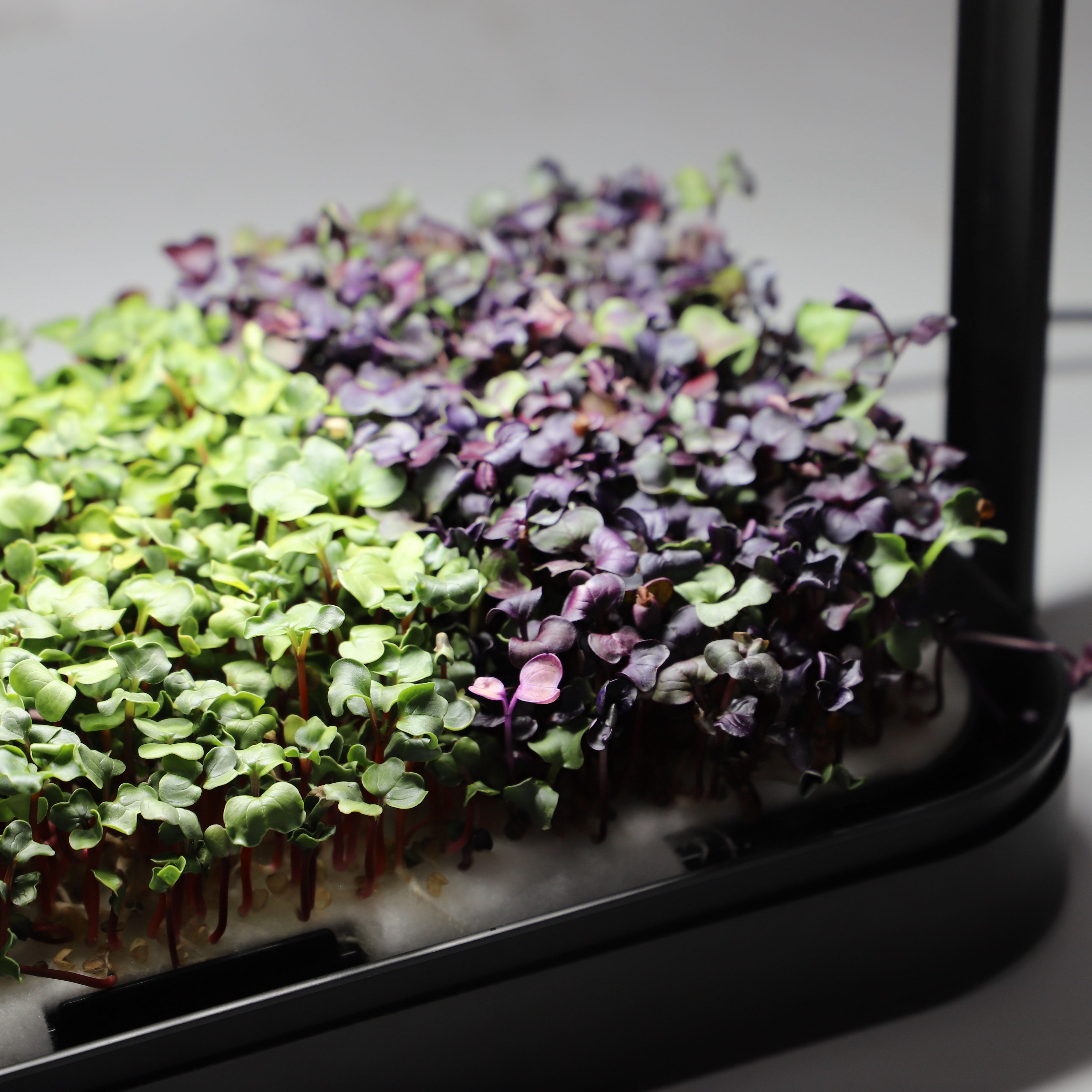 Гидропонная система для растений