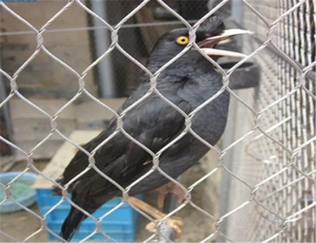 Stainless Steel Safety Building Protective Fall Roof Personal Construction Decoration Net Ferrule Knitted Beauty Flexible Wire Rope Cable Mesh for Zoo Enclosure