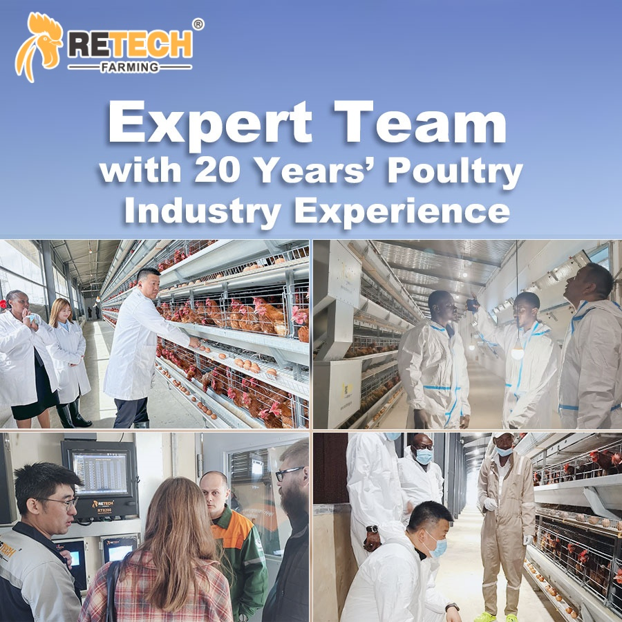 Chicken Cage Equipped Chicken House in Poultry Farm Prefabricated Steel Structure