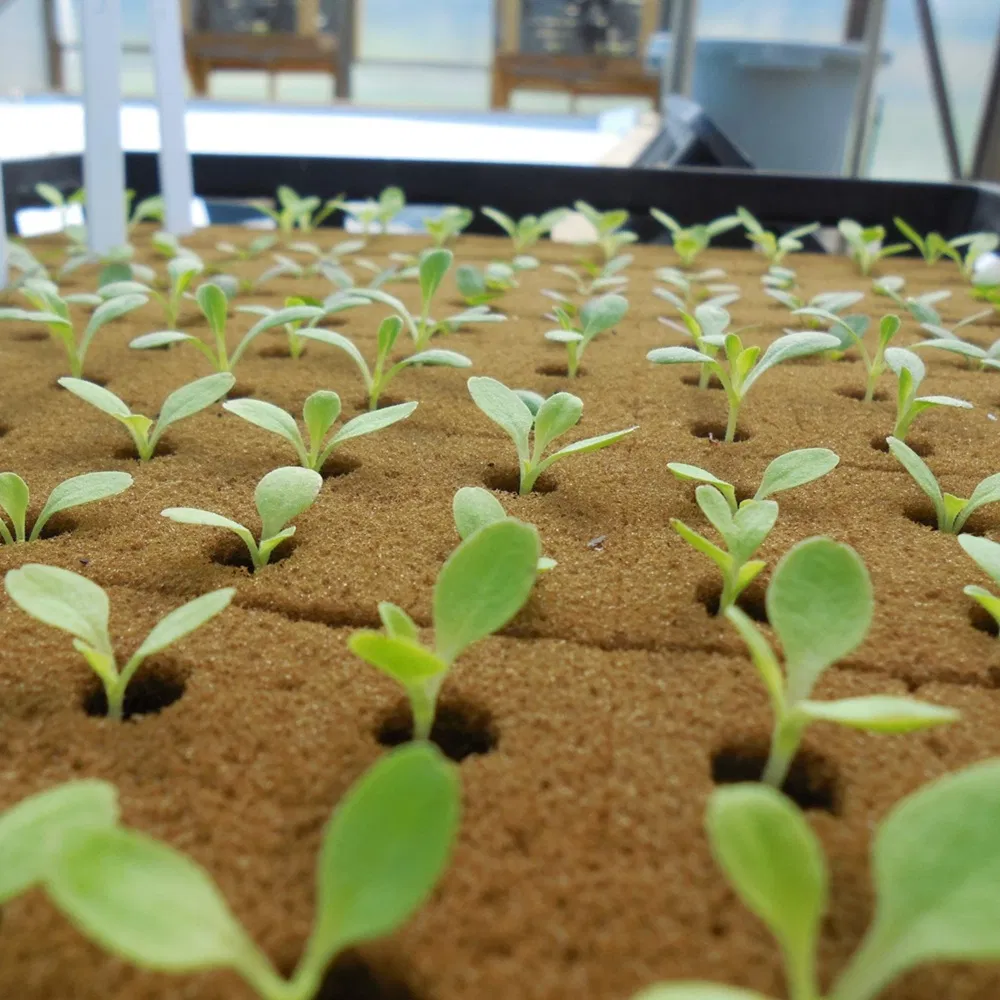Customized Rockwool Growing Cubes for Greenhouse Hydroponic Lettuce Stone Wool