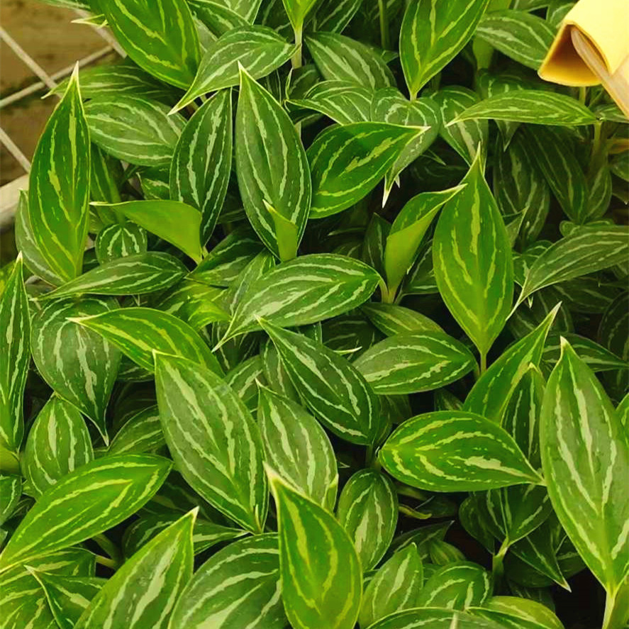 Aglaonema Seedling Young Plant Aglaonema Tissue Culture Plant Wholesale Nursery