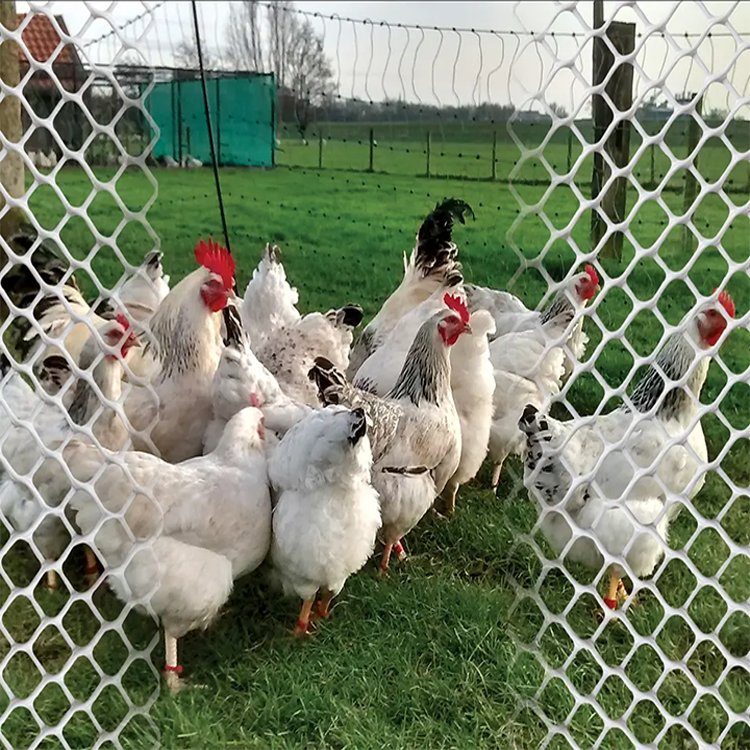 Good Quality Hot Sale HDPE Chiken Rigid Plastic Mesh Screen Flat Netting