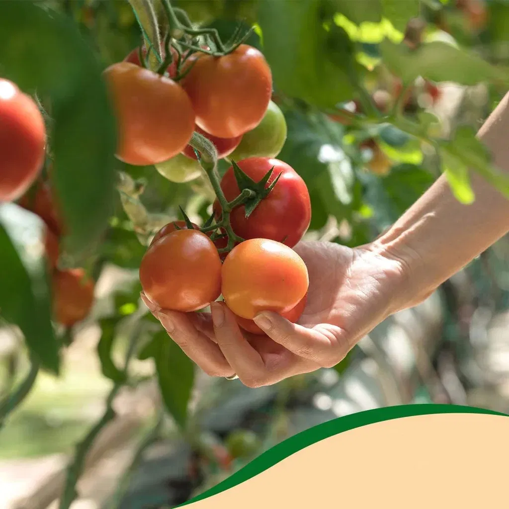 Rustic Farmhouse Vegetable Garden Starter Kit for Home Growing