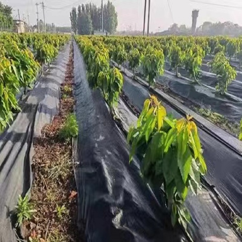 Customized Size Non Woven Agricultural Landscape Grass Proof Geotextile