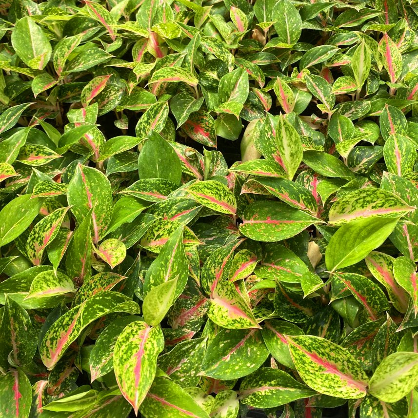 Aglaonema Indoor Seedling Plants Plug Plants Wholesale Nursery Live Plants