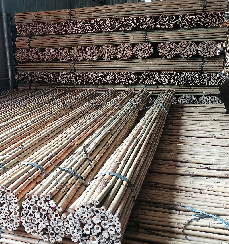 Tonkin Bamboo Is The Strongest Species of Bamboo