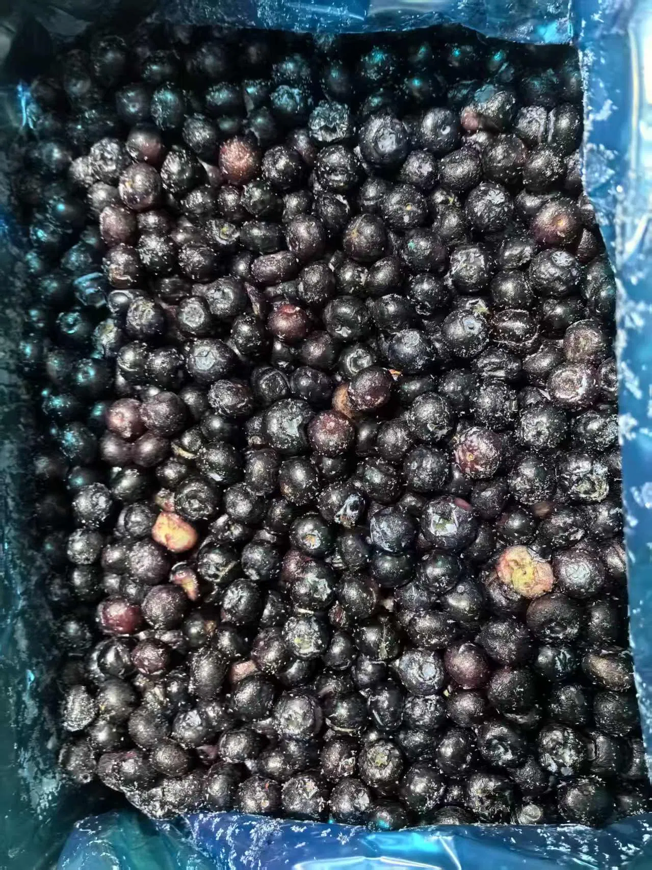 Wholesale Froze Fruit IQF Fruit IQF Blueberry (grade B)