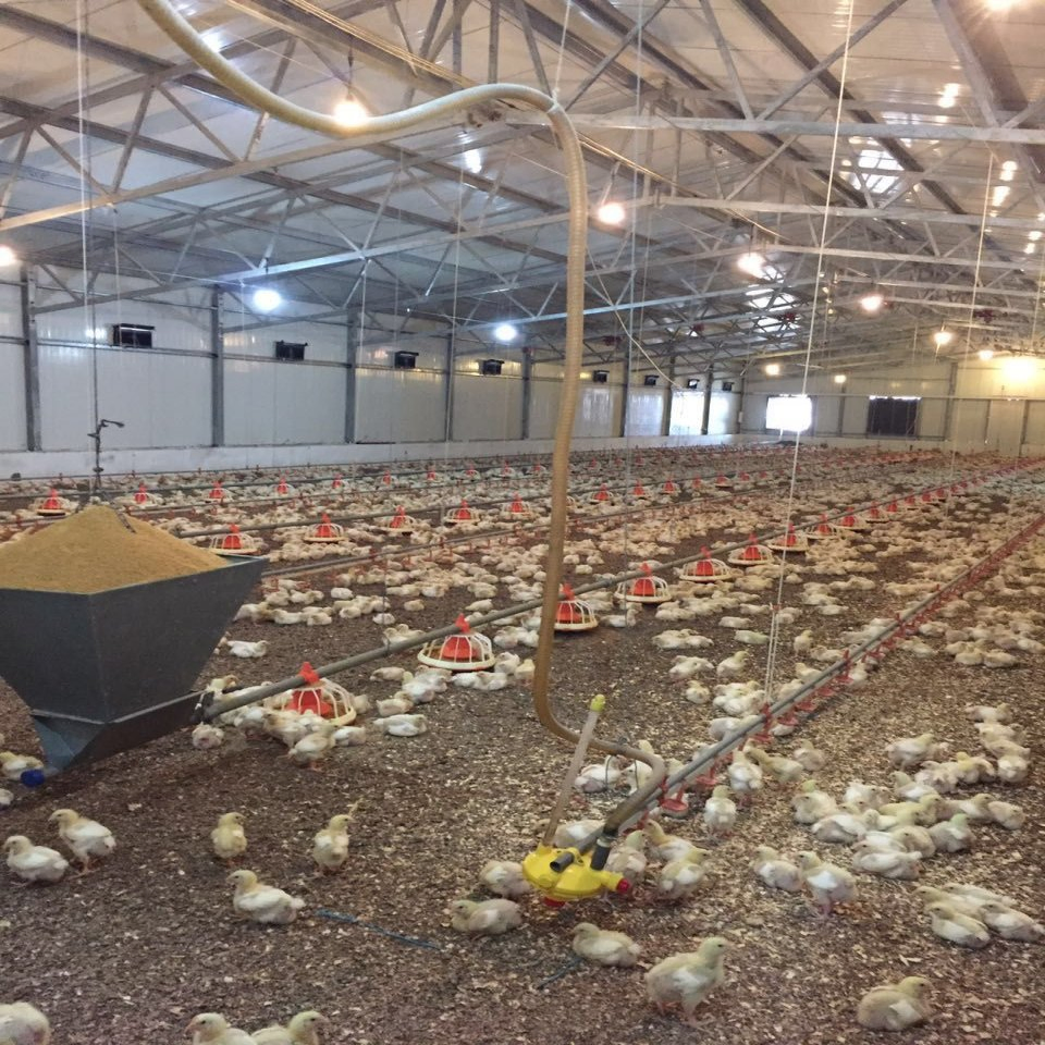Cheap Price Popular Offered Modified Poultry Farm Chicken House for Sale