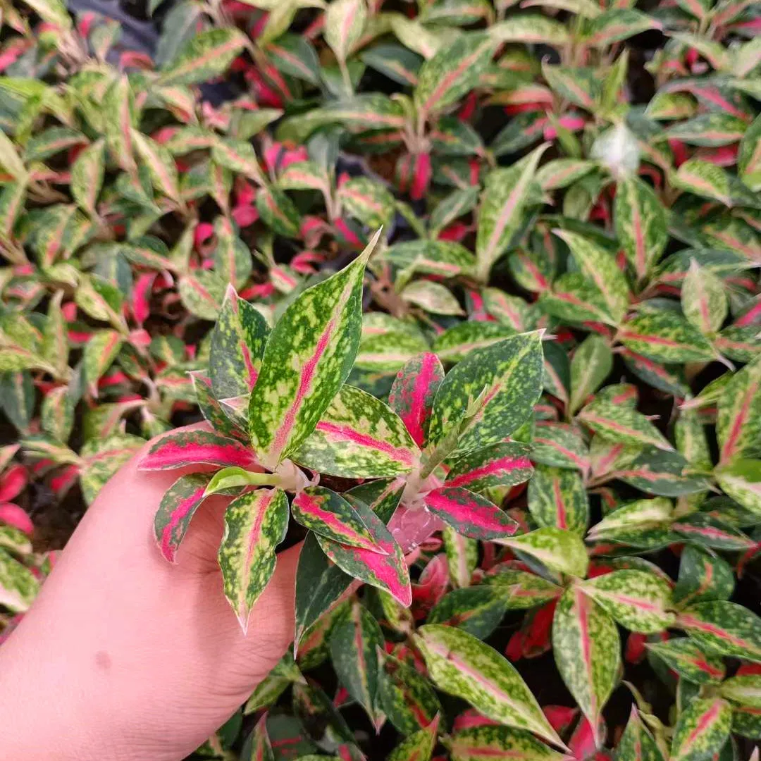 Aglaonema Nightsparkle Plug Seedling Live Plants Aglaonema Tissue Culture