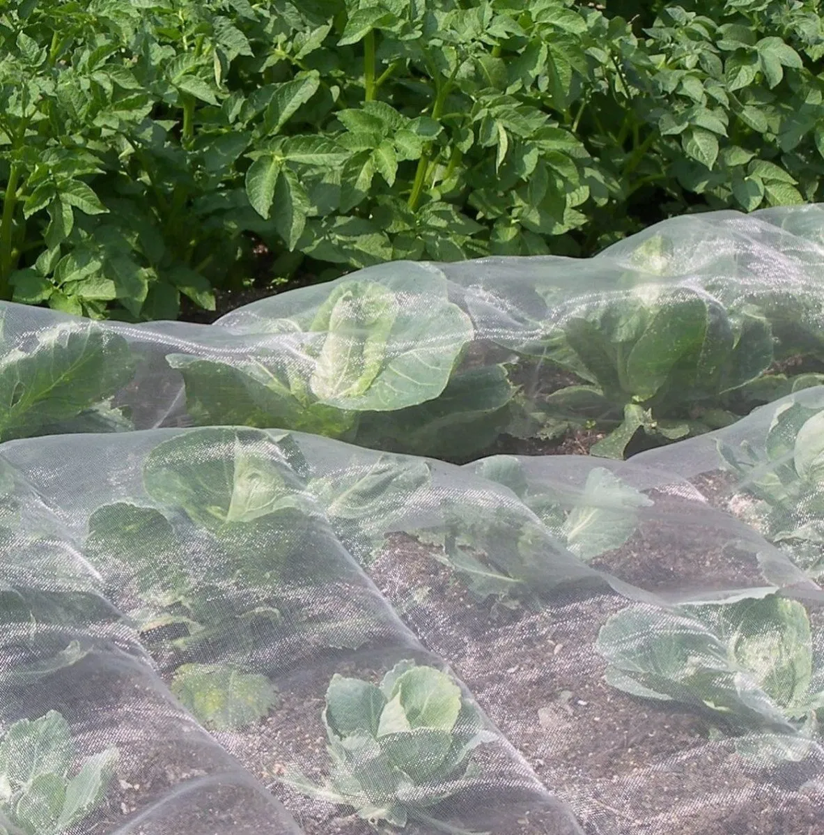 Premium White Insect Netting 3X6m for Garden Protection