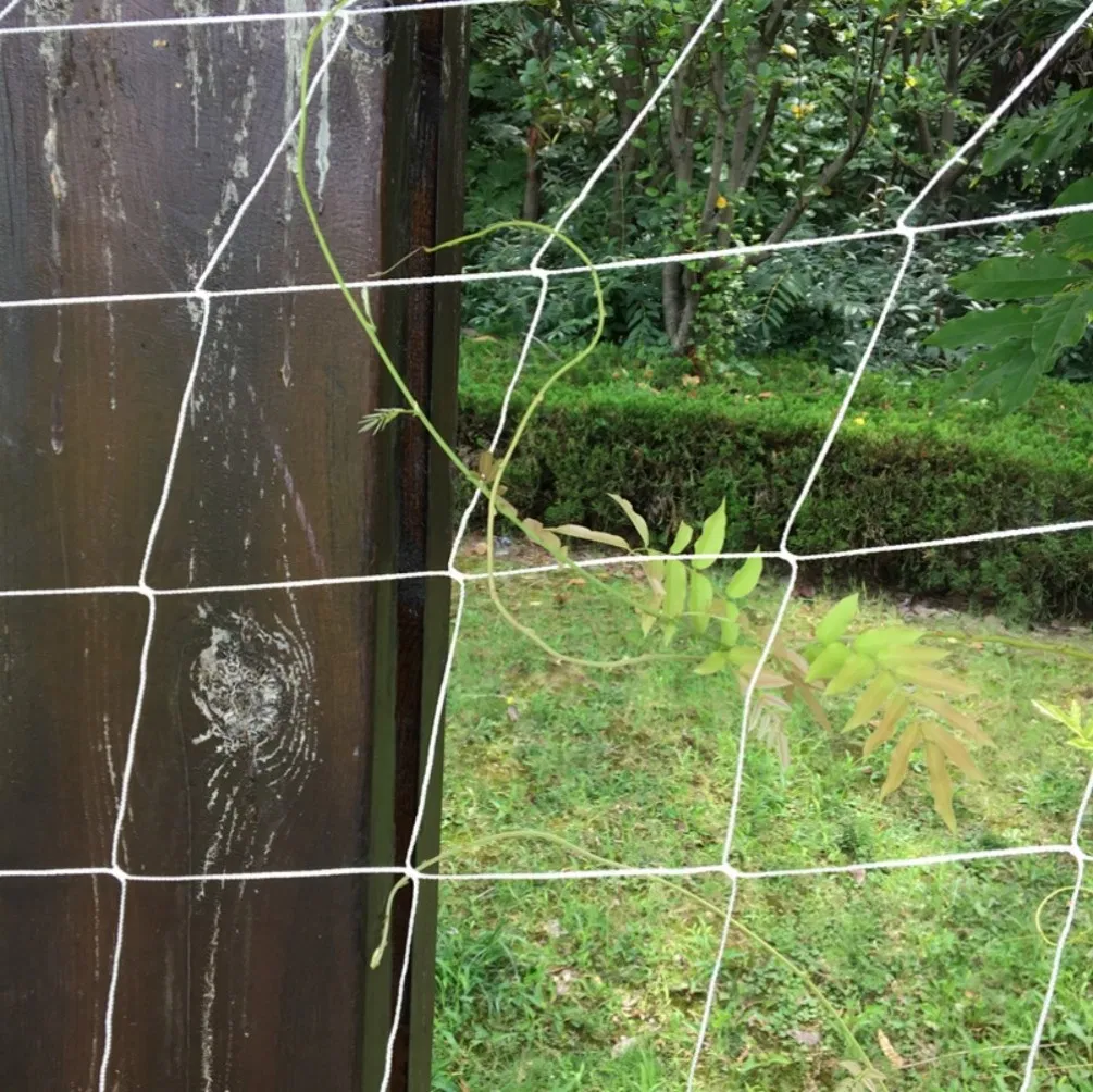 Plastic Climbing Plant Support Mesh/Gardening Net /Bean & Pea/Cucumber Netting