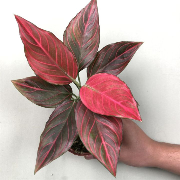 Live Plants Aglaonema Red Vein