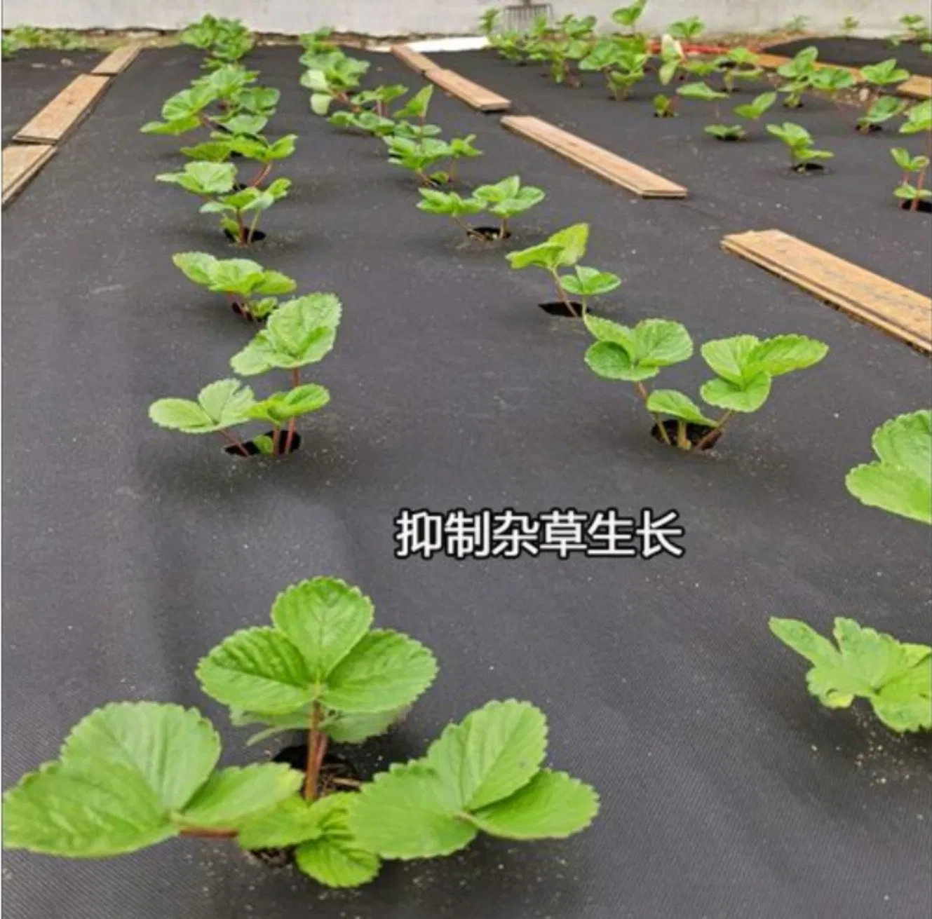 Easy-Install Eco-Friendly Long-Lasting Durable Weather-Resistant Weed Mat