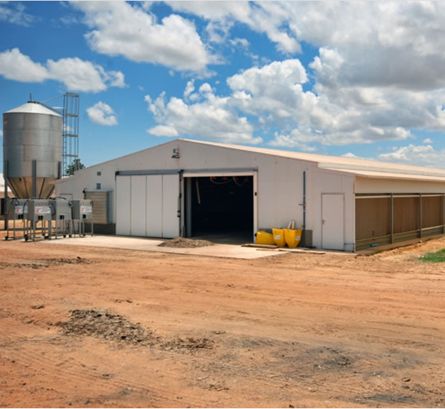 Steel Structure Poultry House for 10000 Chickens Poultry Farm