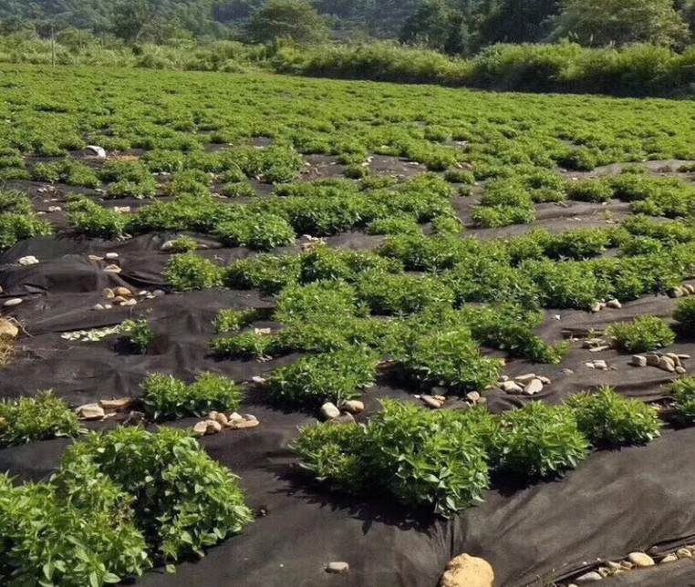 High-Density Weed Suppression Spunbond Mat