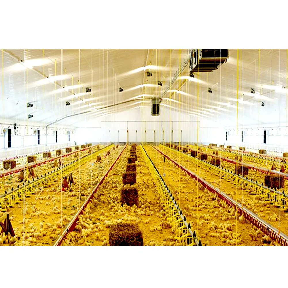 Modern Prefab Poultry Farming Shed Building Chicken Farm House