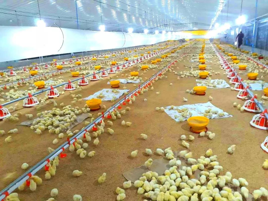 Popular Galvanized Customized Prefabricated Steel Structure Engineer Building Poultry Farm Chicken House Coop