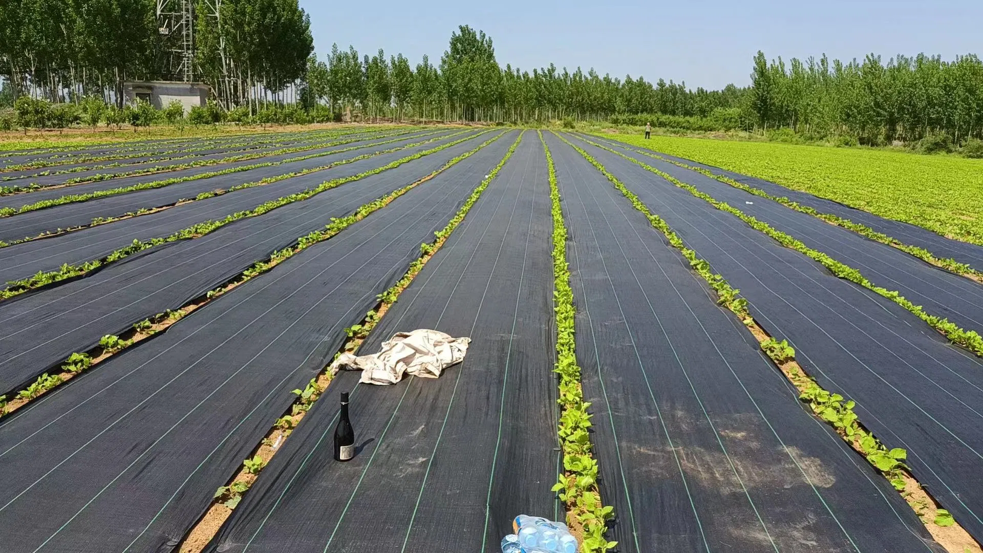 Weed Barrier Fabric 6FT X 300FT Weed Mat PP Material 90GSM 100GSM Weed Mats for Sale