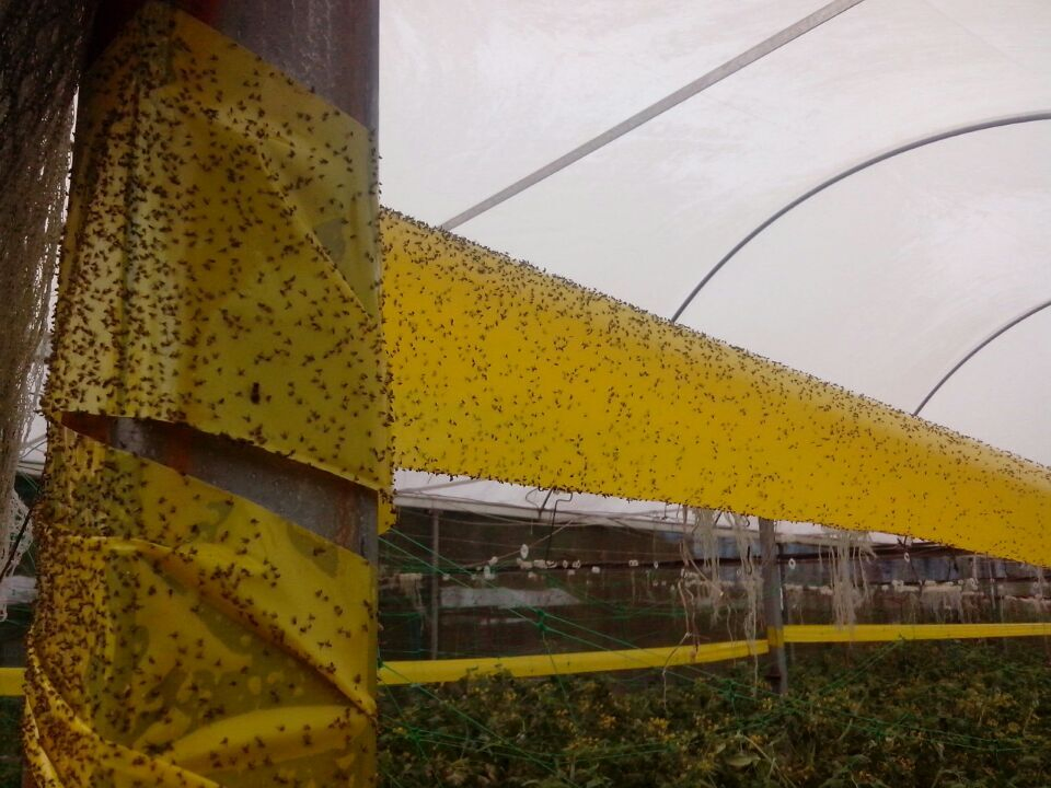 Yellow sticky trap rolls 20CM X 100M