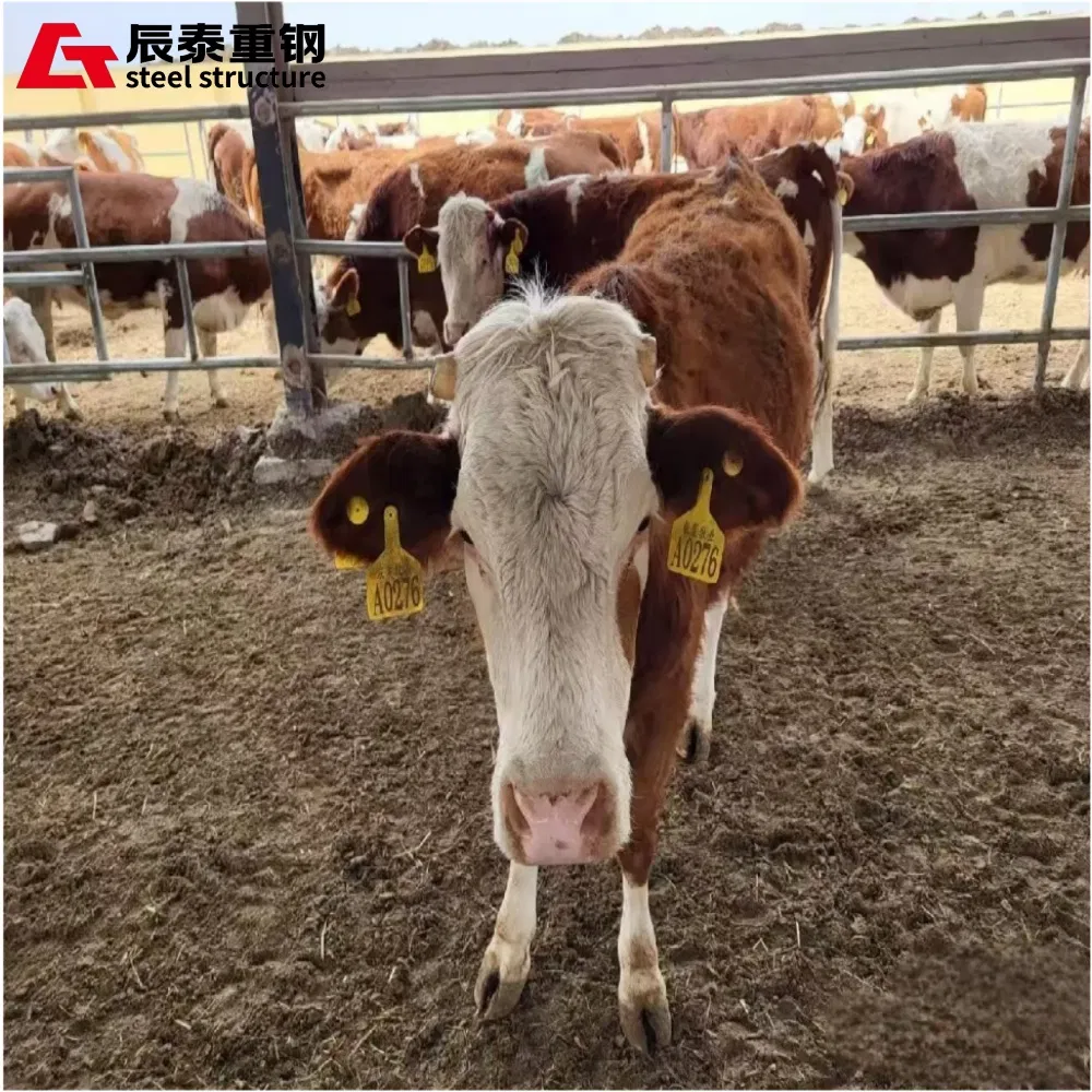 Professional Custom Long-Span Portal Steel Frame Structure Steel Structure Farm Is Used for Chicken Coop Cowshed