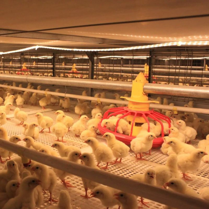 Well Ventilated Poultry Farm Chicken House