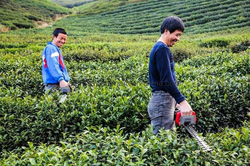 High Quality 29ah 36V 1.1kw Cordless Li-ion Hedge Trimmers