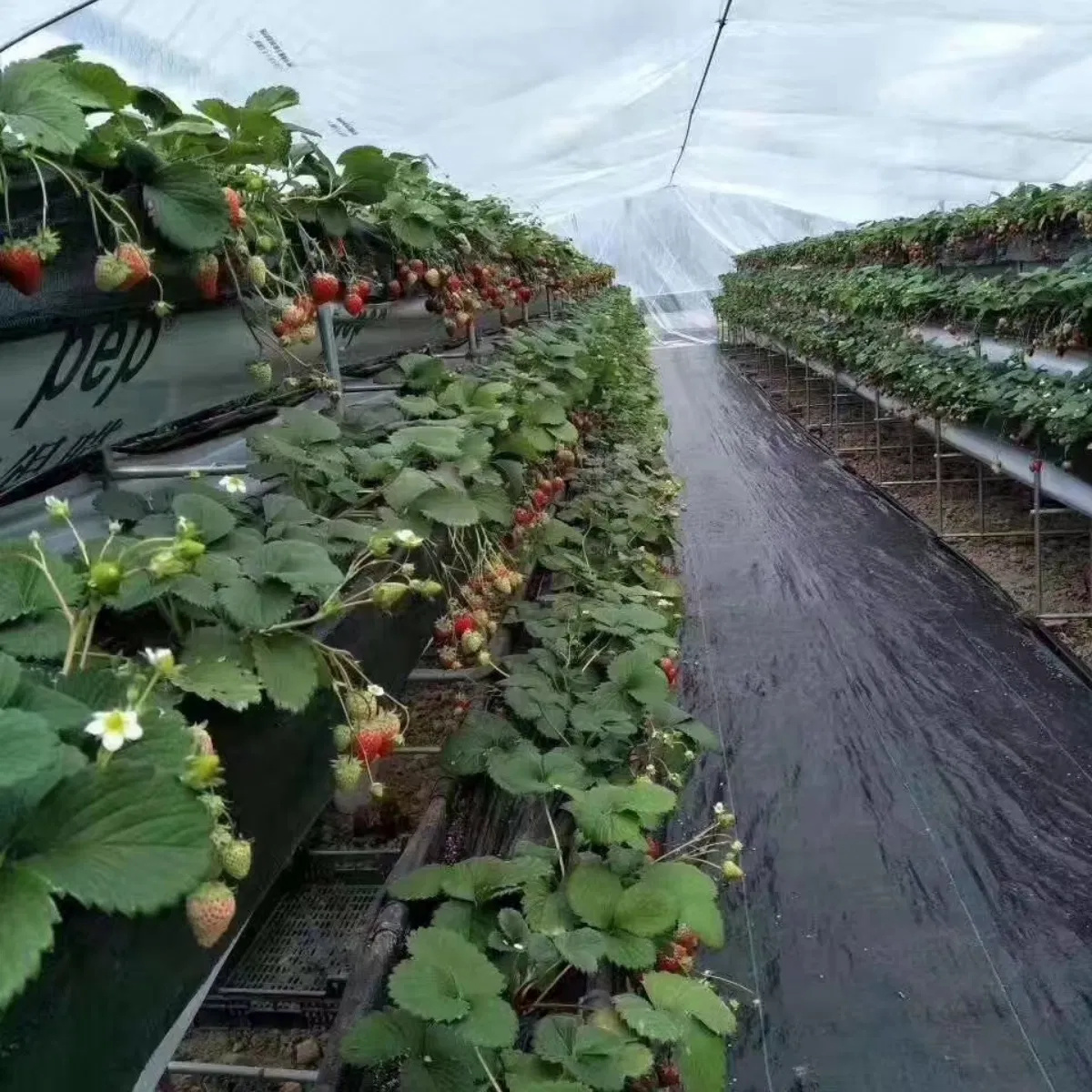 Strong Heavy Duty PP/PE Woven Black Garden Landscape Fabric for Raised Bed